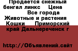 Продается снежный бенгал(линкс) › Цена ­ 25 000 - Все города Животные и растения » Кошки   . Приморский край,Дальнереченск г.